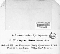 Uromyces cisneroanus image